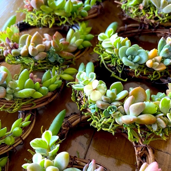 Mini Succulent Wreath Ornament Trimmed with Living Succulents 3 inch grapevine - Picture 2 of 5